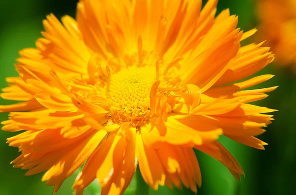 Flores de zumo de naranja crecen al aire libre — Foto de Stock