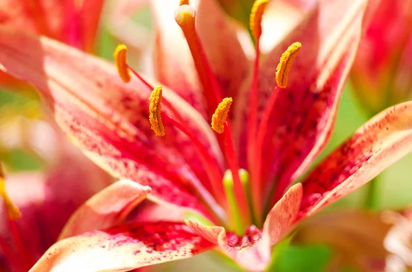 Beautiful lily flowers grow in the summer — Stock Photo, Image