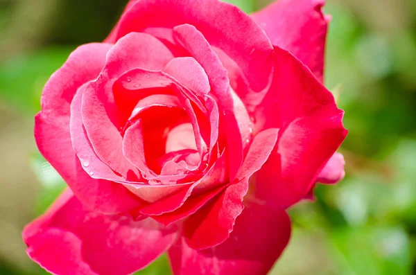 Florece rosa fragante — Foto de Stock