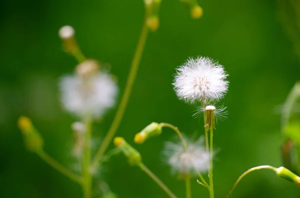 Sarı küçük çiçekler dandelions açık havada büyümek — Stok fotoğraf