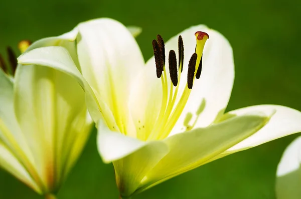 Lily piękne kwiaty rosną w lecie — Zdjęcie stockowe