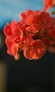 parlak ıtır avluya süslemeleri 