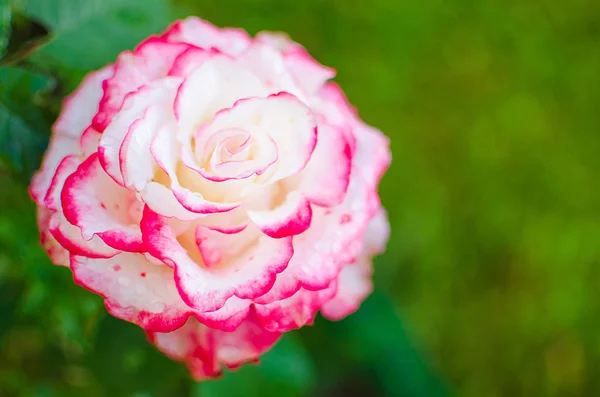 Una hermosa rosa blanca grande crece en el jardín — Foto de Stock