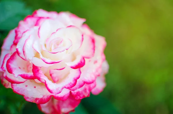 Uma bela rosa branca cresce no jardim — Fotografia de Stock