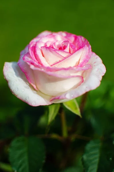 Una hermosa rosa blanca grande crece en el jardín — Foto de Stock