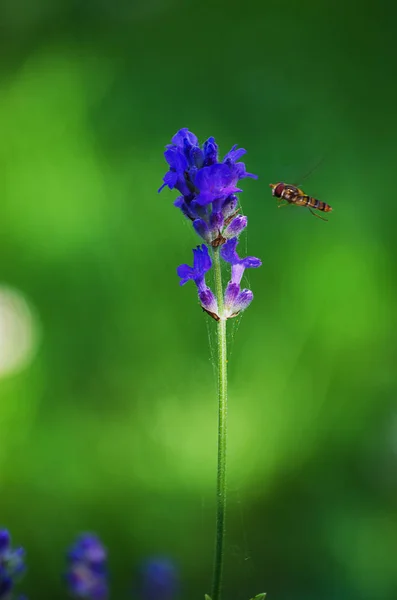 Delicate violette bloemen van lavendel — Stockfoto