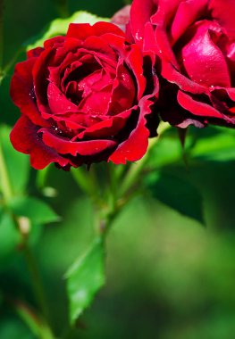 Kırmızı gül ve kokulu güzel açık yaz büyüyen 