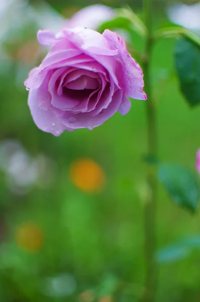 Uma bela rosa roxa grande cresce no jardim no fresco um — Fotografia de Stock