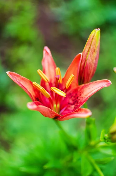 Lindas flores de lírio crescem no verão — Fotografia de Stock