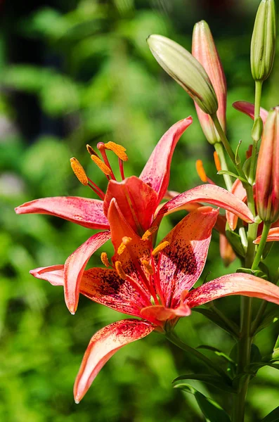 Beautiful lily flowers grow in the summer — Stock Photo, Image