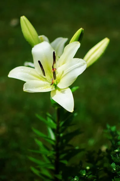 Lindas flores de lírio crescem no verão — Fotografia de Stock