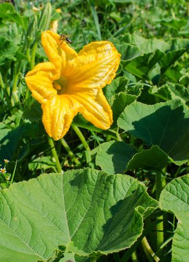 Taze yeşil kabak sarı çiçekler 