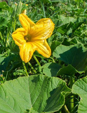 Taze yeşil kabak sarı çiçekler 