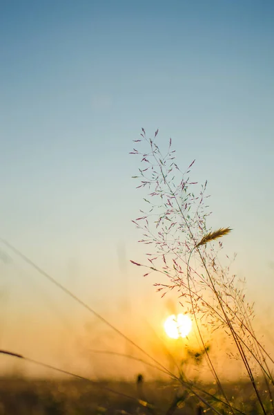 Tallo de hierba verde creciendo al aire libre — Foto de Stock