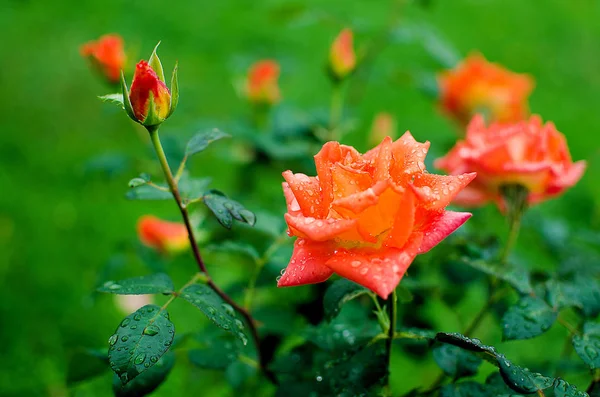 Оранжевые розы на ветке с зелеными листьями на открытом воздухе — стоковое фото