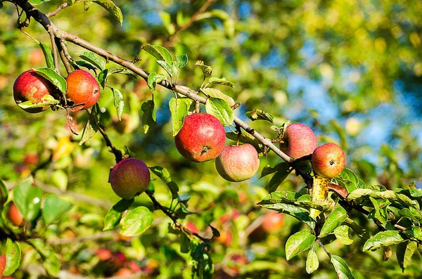 Yaprakları ile dalları üzerinde kırmızı elma büyümek 