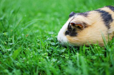Kobay temiz havada yürür ve yemek yer. 