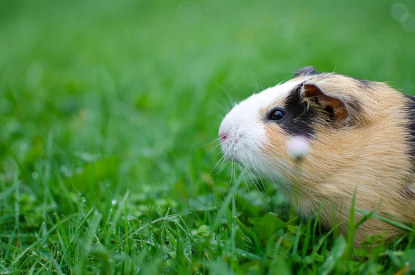 Kobay temiz havada yürür ve yemek yer. 