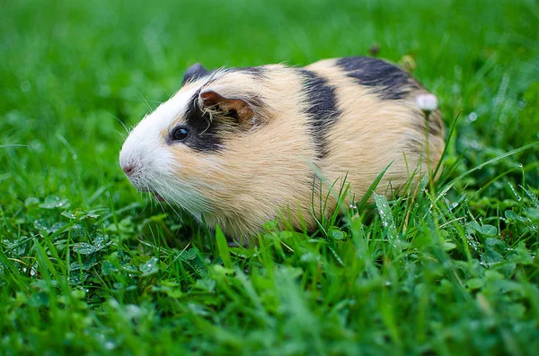 Kobay temiz havada yürür ve yemek yer. 