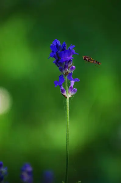 Delicate violette bloemen van lavendel — Stockfoto