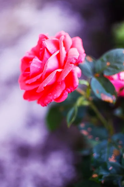 Crescendo rosa vermelha e cheirando agradável verão ao ar livre — Fotografia de Stock