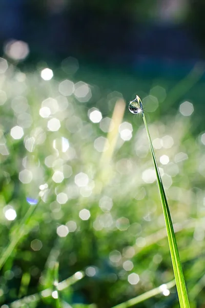 Маленькие капли росы на свежей зеленой траве утром — стоковое фото