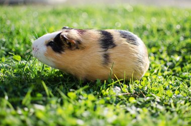 Kobay temiz havada yürür ve yemek yer. 