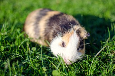 Kobay temiz havada yürür ve yemek yer. 