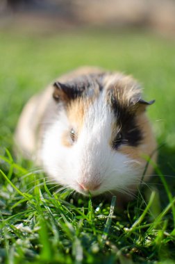 Kobay temiz havada yürür ve yemek yer. 