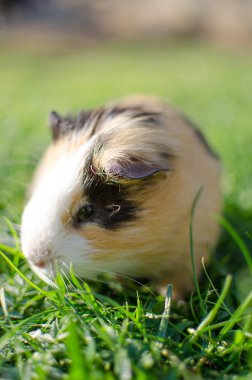 Kobay temiz havada yürür ve yemek yer. 