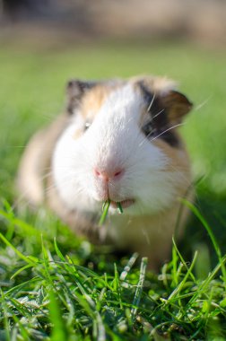 Kobay temiz havada yürür ve yemek yer. 