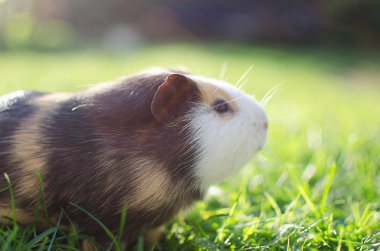Kobay temiz havada yürür ve yemek yer. 