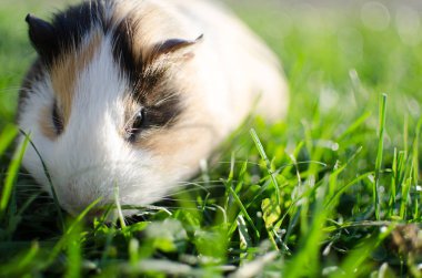 Kobay temiz havada yürür ve yemek yer. 