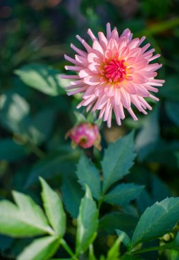 Büyük ve güzel papatya Çiçekler büyür 