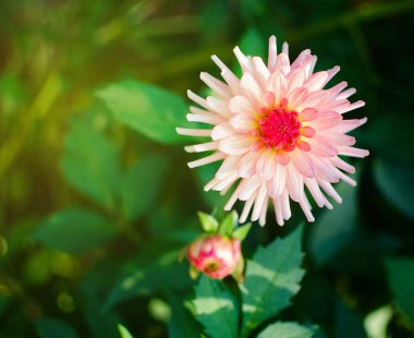 Büyük ve güzel papatya Çiçekler büyür 