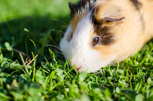 Kobay temiz havada yürür ve yemek yer. 