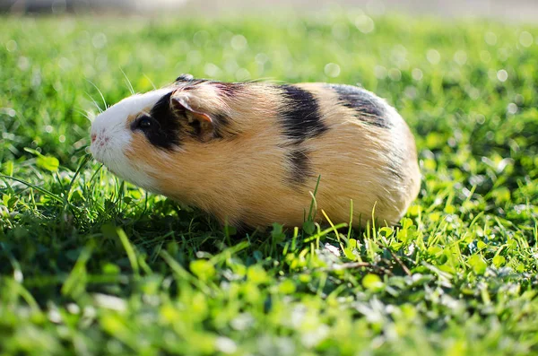 Kobay temiz havada yürür ve yemek yer. 