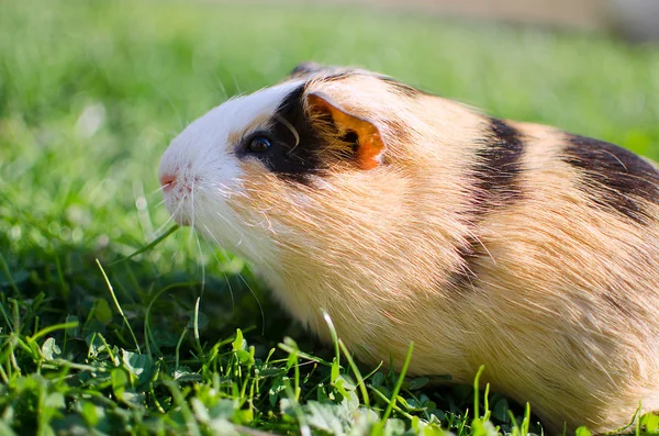 Cavia 's wandelen in de frisse lucht en eten — Stockfoto