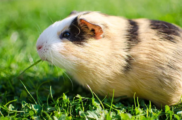 Cavia 's wandelen in de frisse lucht en eten — Stockfoto