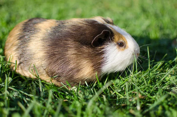 Cavia 's wandelen in de frisse lucht en eten — Stockfoto