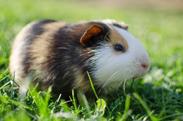 Kobay temiz havada yürür ve yemek yer. 