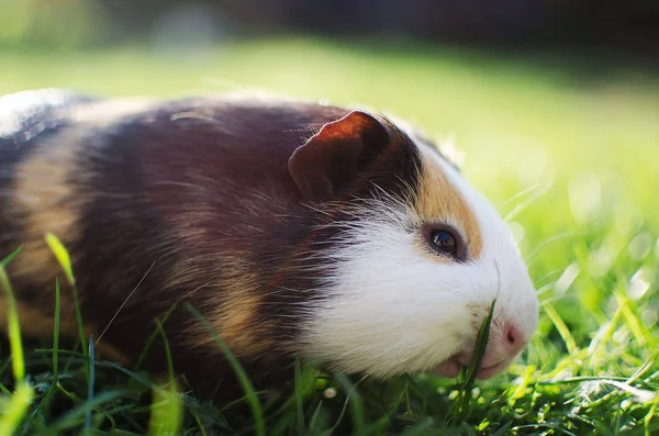 Kobay temiz havada yürür ve yemek yer. 