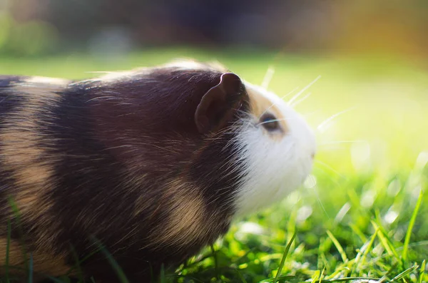 Kobay temiz havada yürür ve yemek yer. 
