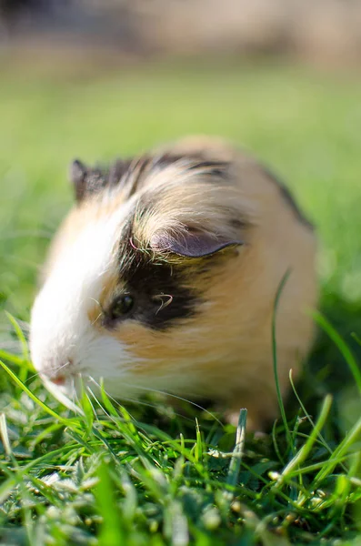 Cavia 's wandelen in de frisse lucht en eten — Stockfoto