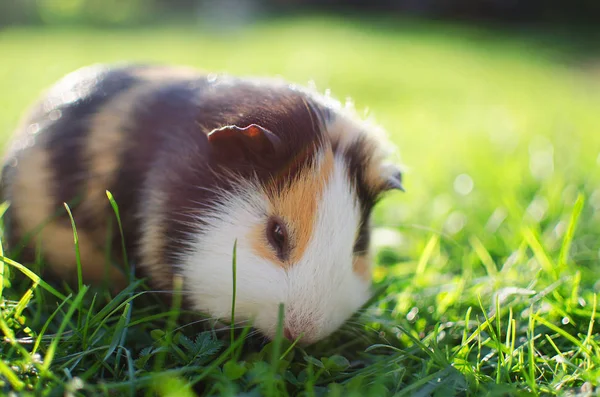 guinea pig walks in the fresh air and eating