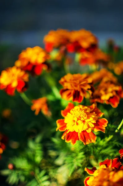 Flores de suco de laranja crescem ao ar livre — Fotografia de Stock