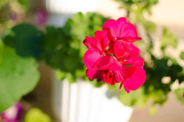 Ljusa pelargonium dekorera gården — Stockfoto