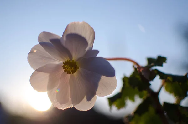 밝은 pelargonium 장식 마당 — 스톡 사진