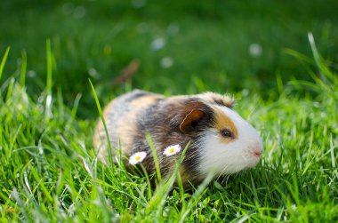 Kobay temiz havada yürür ve yemek yer. 