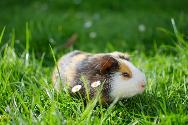 Kobay temiz havada yürür ve yemek yer. 